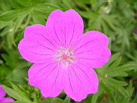 Geranium sanguineum (fam Geraniacees) (Asie septentrionale, Europe) (3) (Photo F. Mrugala)